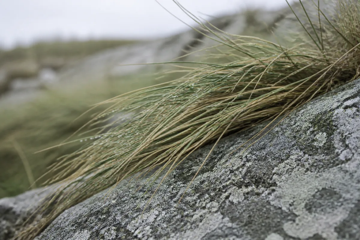 Coarse coastal grass leaning across pale lichen covered rock, wet with morning dew under soft overcast light.